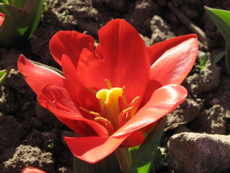 Free stock image of Fresh Tulip created by Pixabay