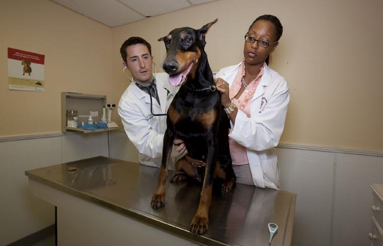 Free stock image of Veterinarian Doctor created by Pixabay