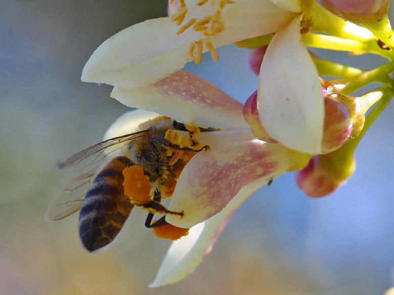 Free stock image of Bee Pollinating created by Pixabay