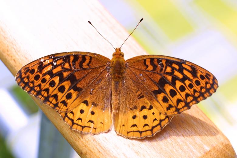 Free stock image of Butterfly on the Wood created by Pixabay