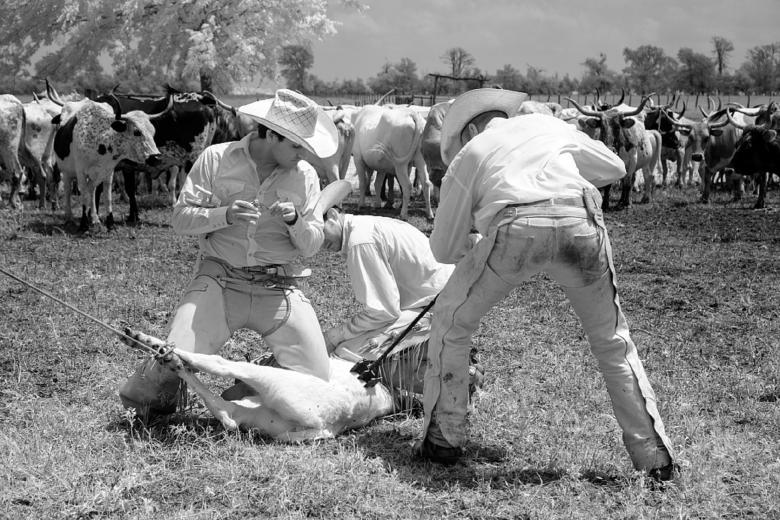 Free stock image of Cowboys in the Farm created by Pixabay