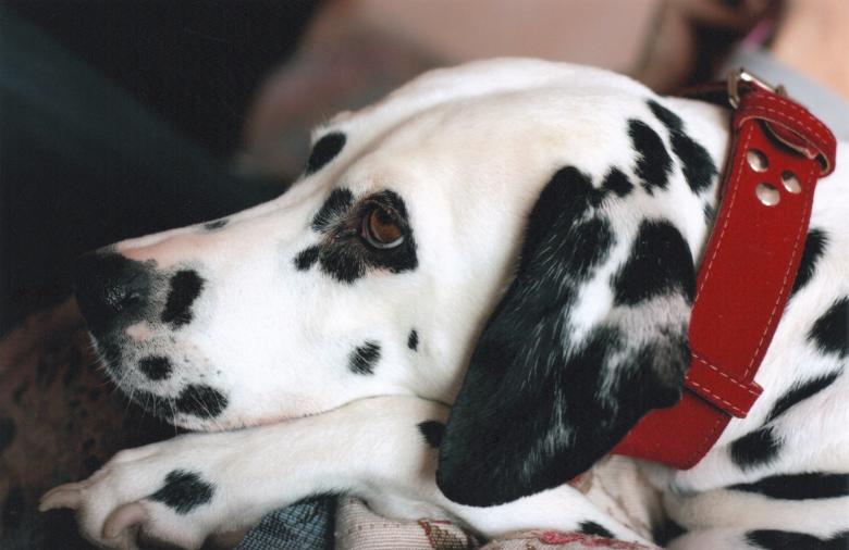 Free stock image of Dalmatian Pet created by Pixabay