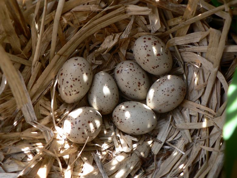 Free stock image of Bird's Nest created by Pixabay