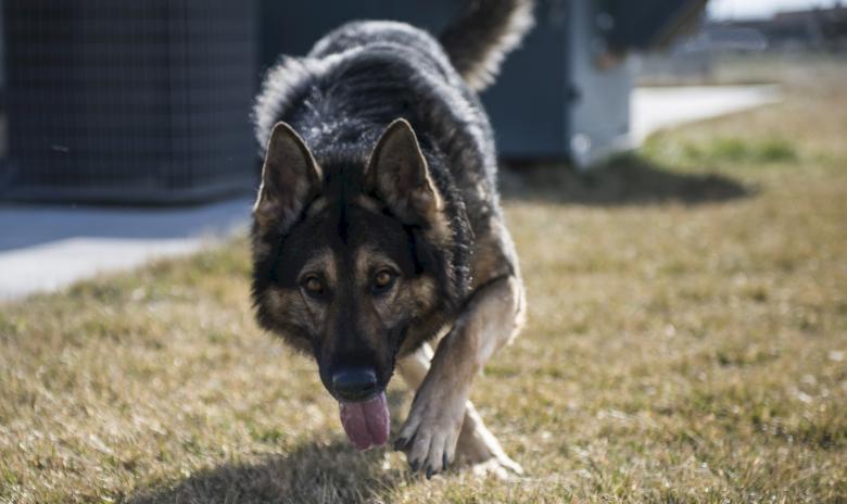 Free stock image of German Shepherd created by Pixabay