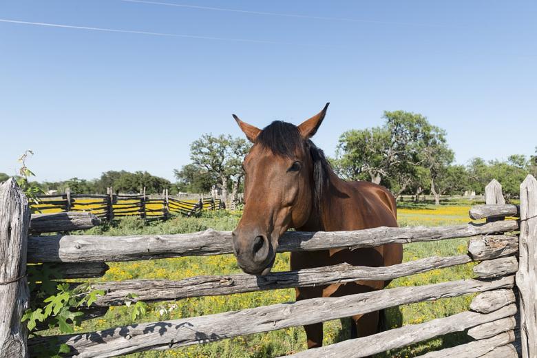 Free stock image of Horse Stable created by Pixabay