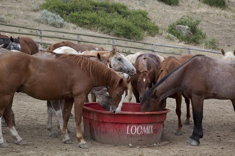 Free stock image of Horses in the Stable created by Pixabay