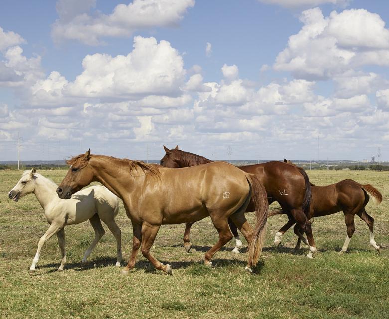 Free stock image of Horses in the Stable created by Pixabay