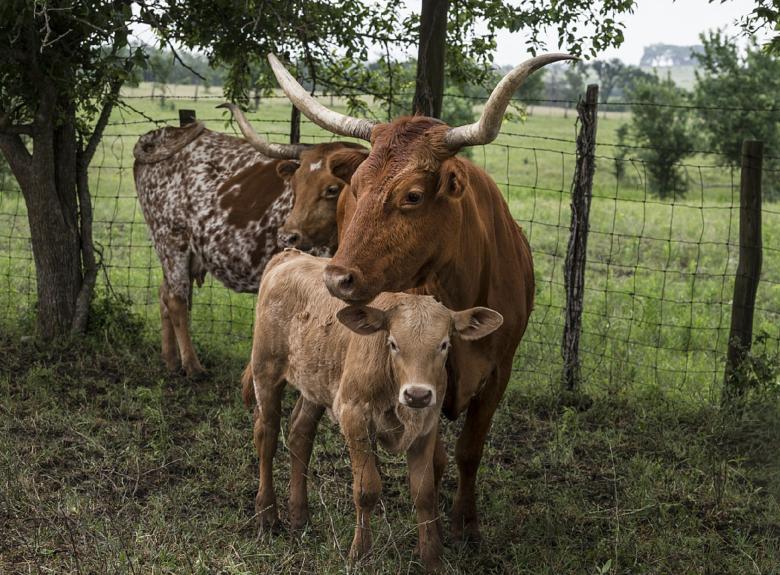 Free stock image of Longhorn Cattle created by Pixabay