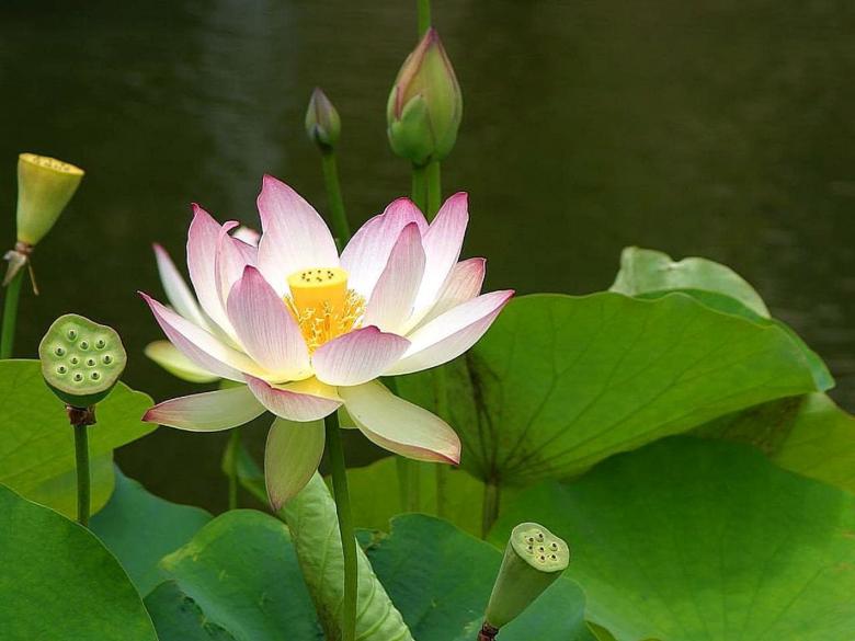 Free stock image of Lotus in the Garden created by Pixabay