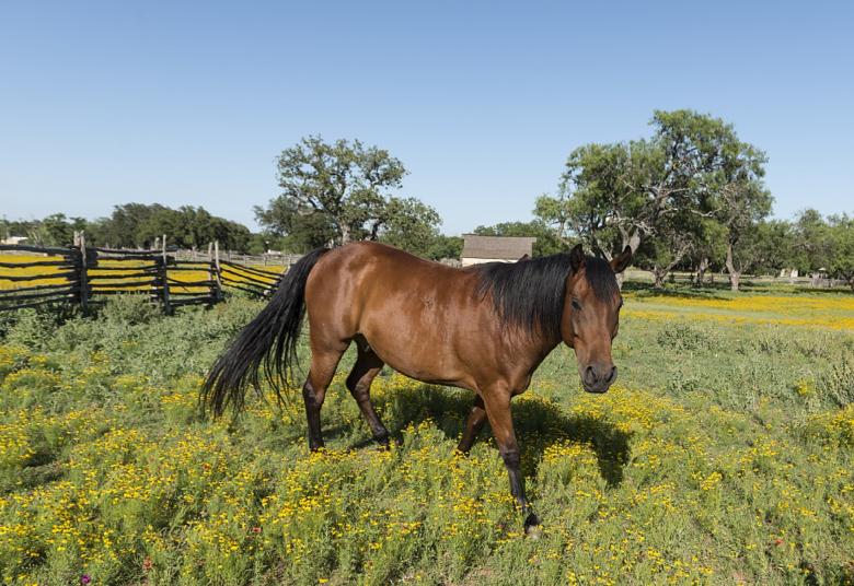 Free stock image of Quarter Horse created by Pixabay