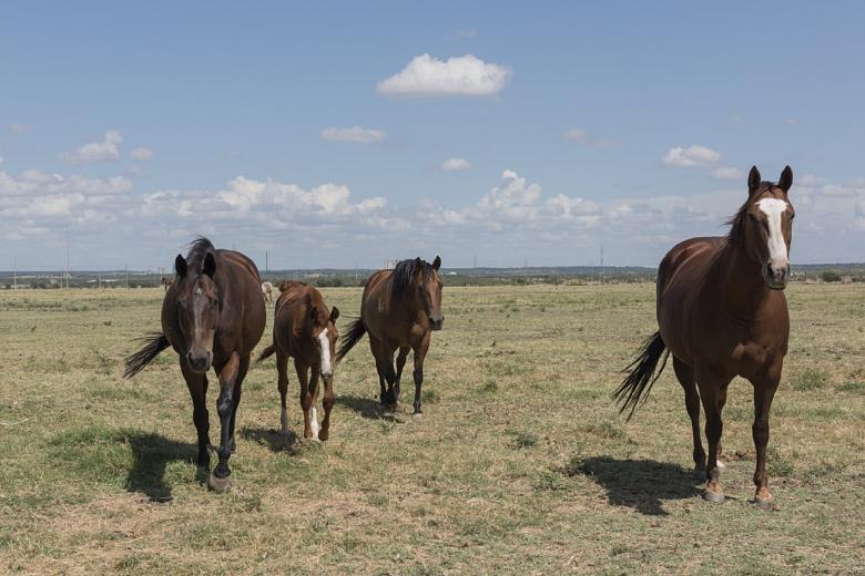 Free stock image of Quarter Horses created by Pixabay