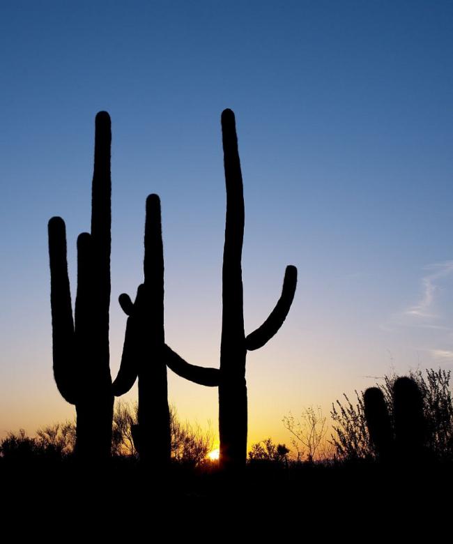 Free stock image of Saguaro Cactus created by Pixabay