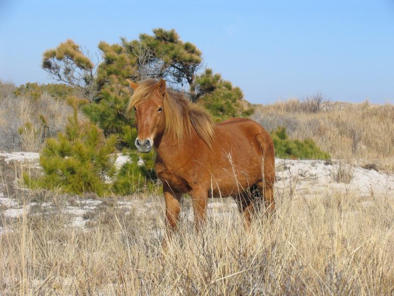 Free stock image of Wild Pony created by Pixabay