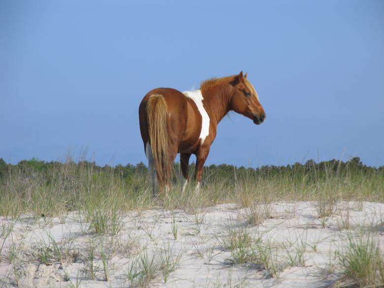 Free stock image of Wild Pony created by Pixabay
