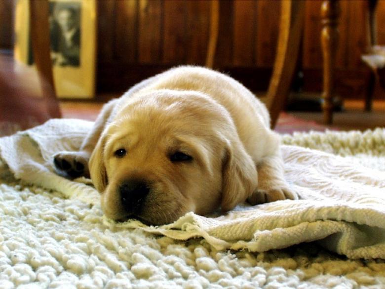 Free stock image of Yellow Labrador Retriever created by Pixabay