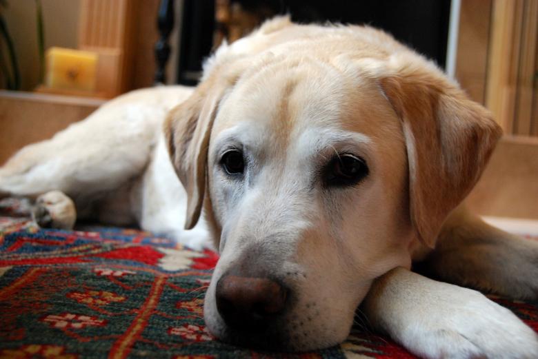 Free stock image of Yellow Labrador Retriever created by Pixabay