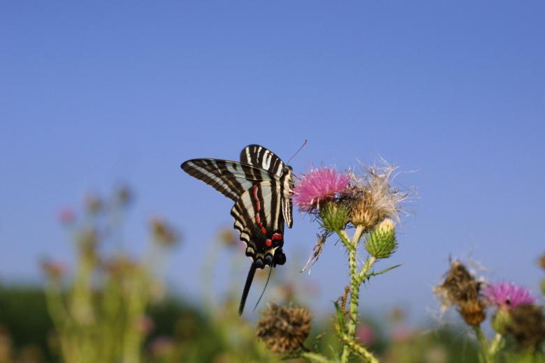 Free stock image of Zebra Swallowtail Butterfly created by Pixabay