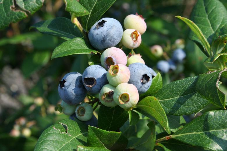 Free stock image of Blueberries created by Pixabay
