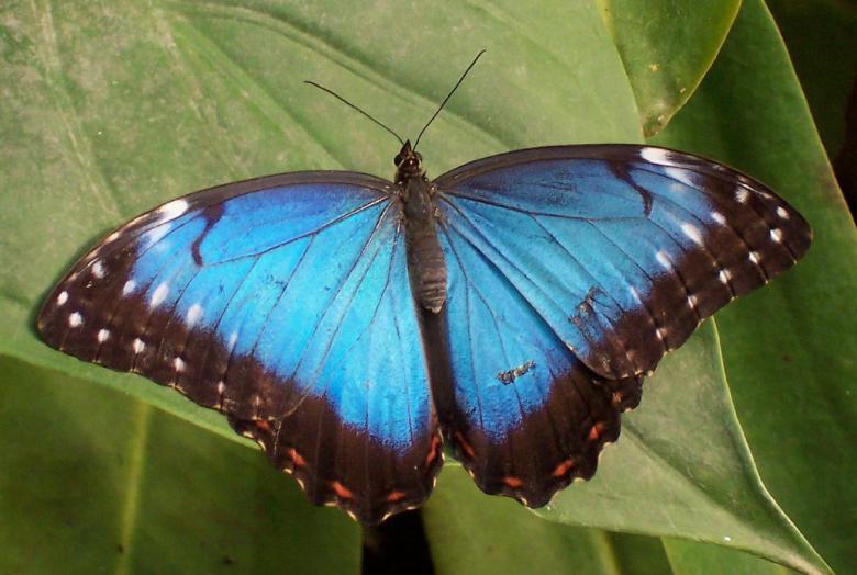 Free stock image of Blue Morpho Butterfly created by Pixabay
