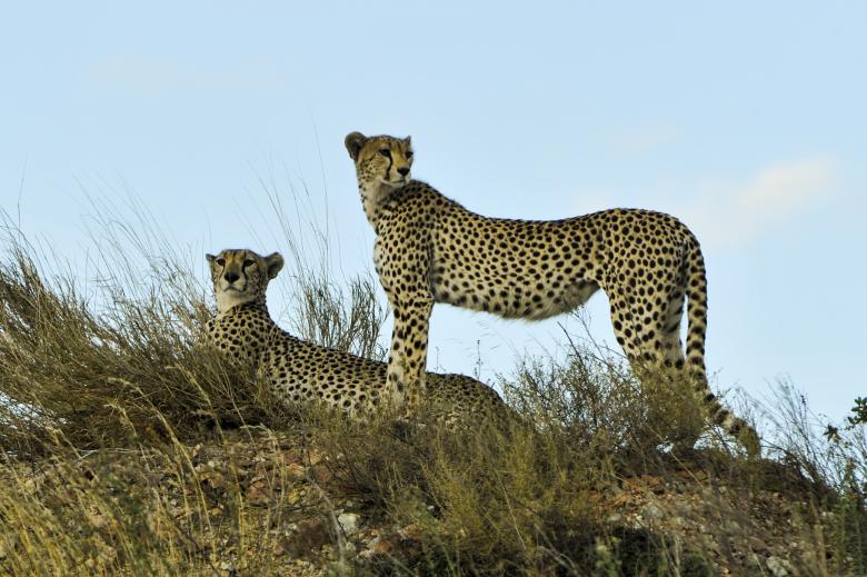 Free stock image of Cheetahs in the Jungle created by Pixabay