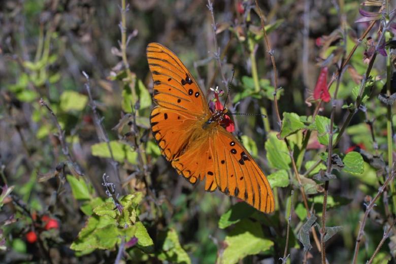 Free stock image of Gulf Fritillary Butterfly created by Pixabay