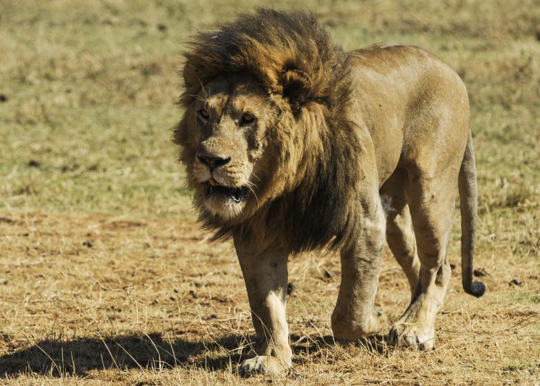 Free stock image of Lion in the Jungle created by Pixabay