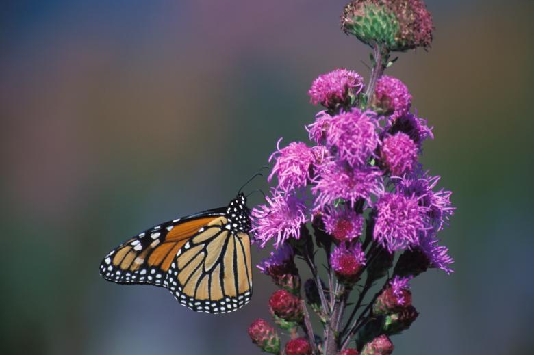 Free stock image of Monarch Butterfly on the Flower created by Pixabay