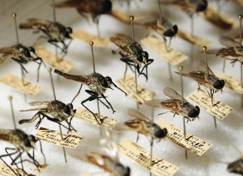 Free stock image of Types of Mosquitoes created by Pixabay