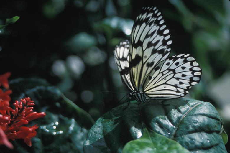 Free stock image of Rice paper Butterfly created by Pixabay