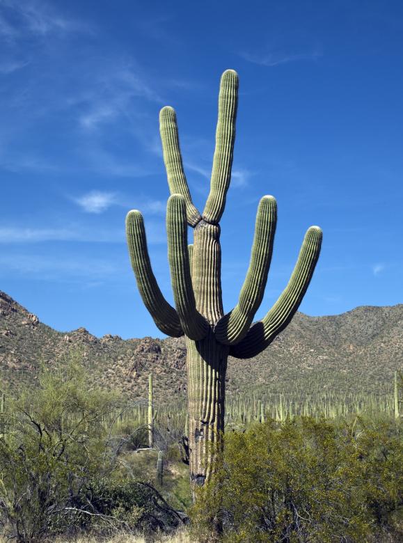 Free stock image of Cactus in the Desert created by Pixabay