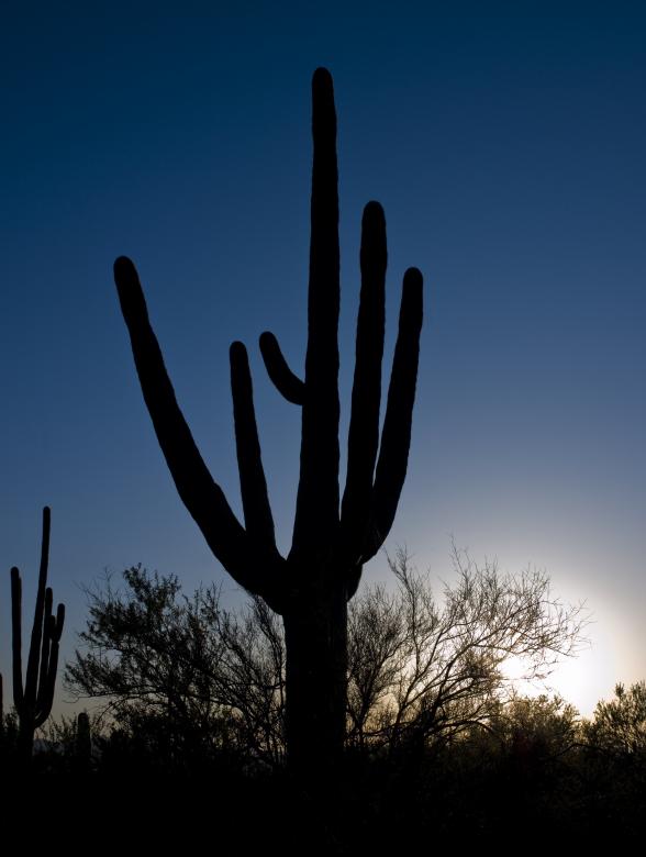 Free stock image of Cactus in the Desert created by Pixabay