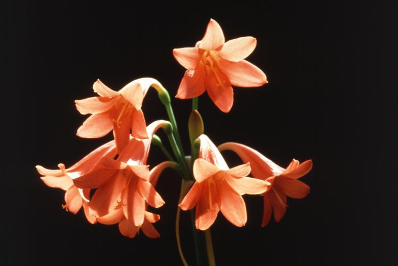 Free stock image of Fire Lily created by Pixabay