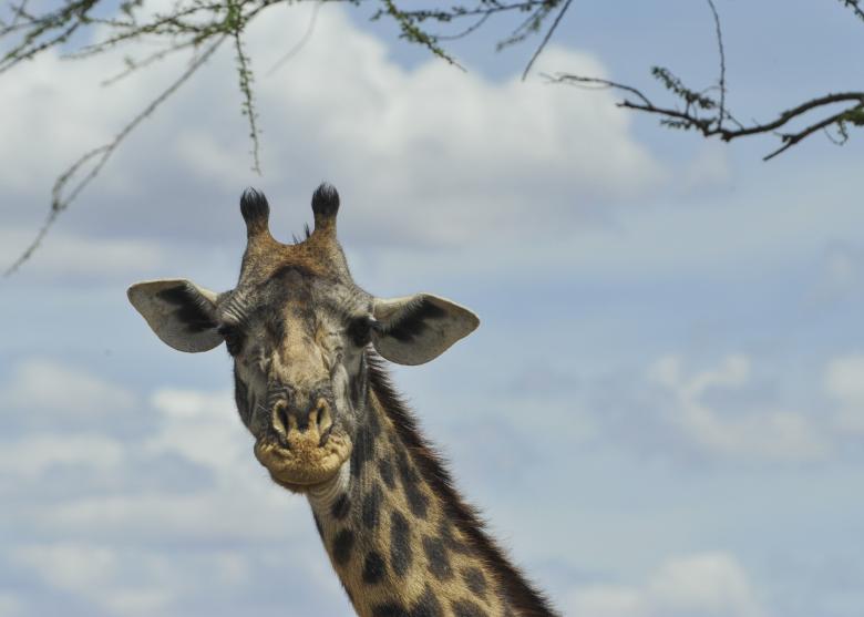 Free stock image of Giant Giraffe created by Pixabay