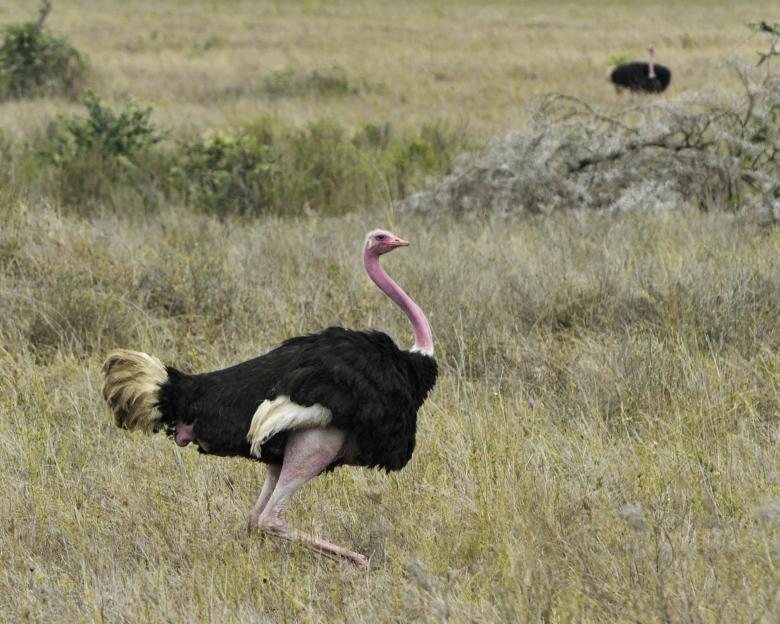 Free stock image of Ostrich in the jungle created by Pixabay