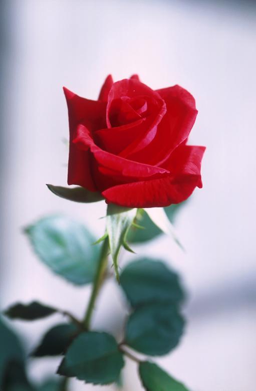Free stock image of Red Rose created by Pixabay