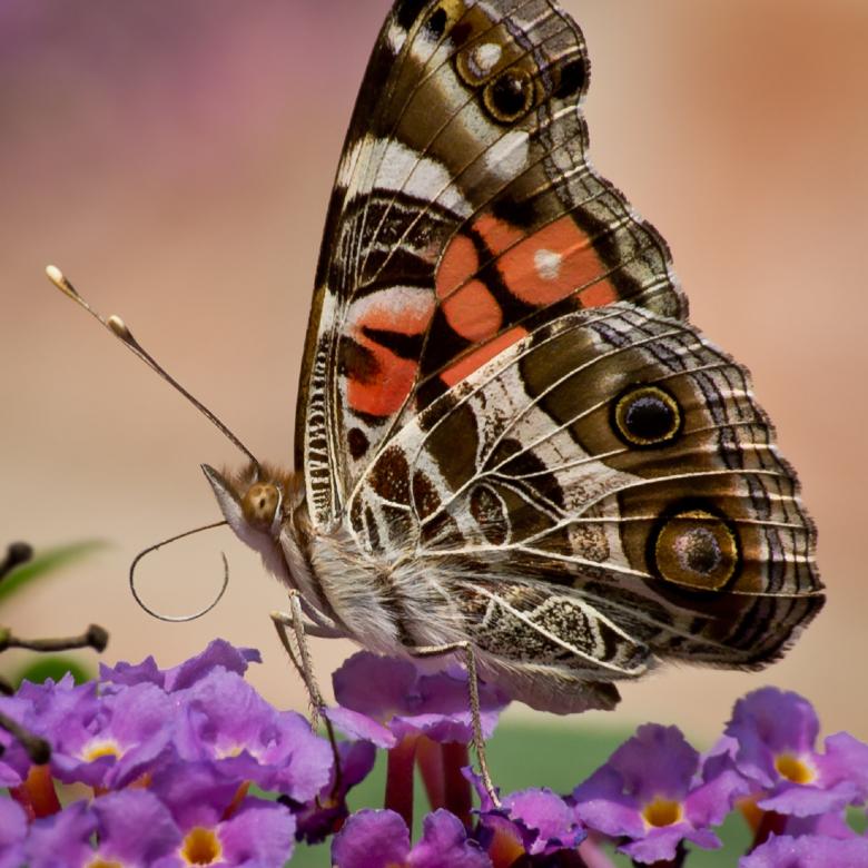 Free stock image of American Painted Lady Butterfly created by Pixabay