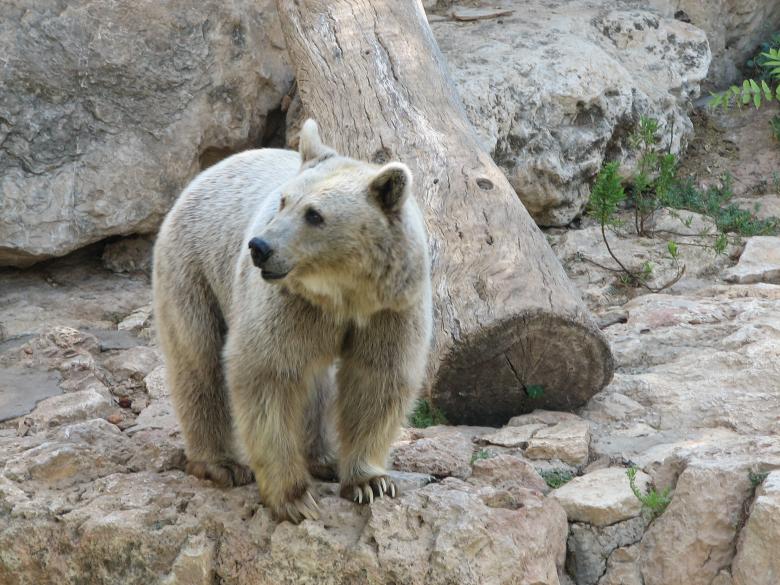 Free stock image of Brown Bear created by Pixabay