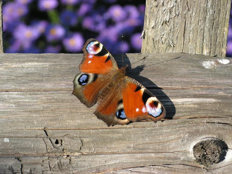Free stock image of Butterfly on the Wood created by Pixabay