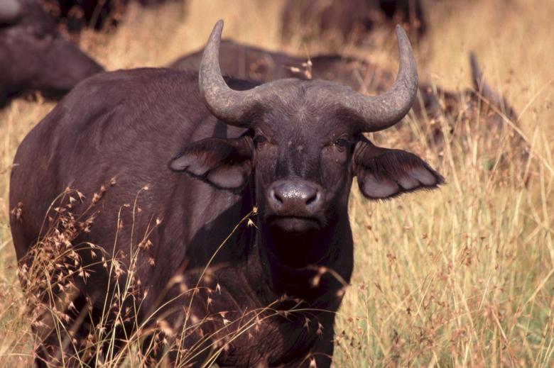 Free stock image of Cape Buffalo created by Pixabay