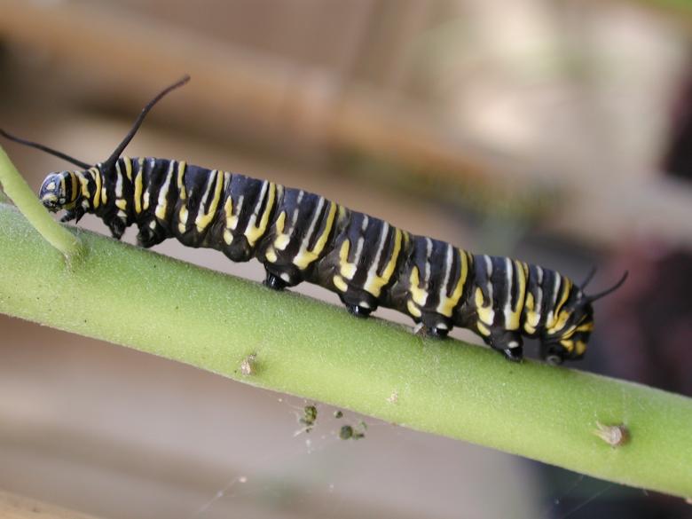Free stock image of Caterpillar on the Leave created by Pixabay