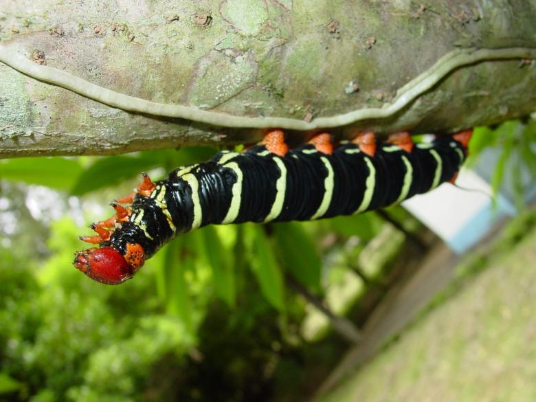 Free stock image of Caterpillar on the Leave created by Pixabay