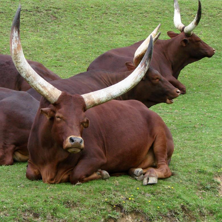 Free stock image of Long Horns created by Pixabay
