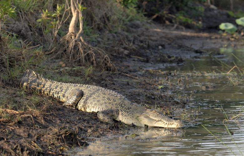 Free stock image of Crocodile on the Bank created by Pixabay