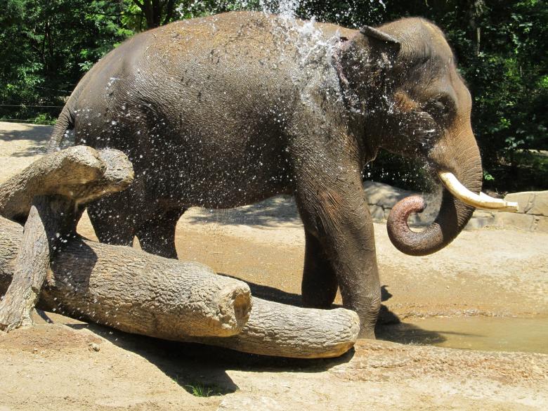 Free stock image of Elephants in the Jungle created by Pixabay