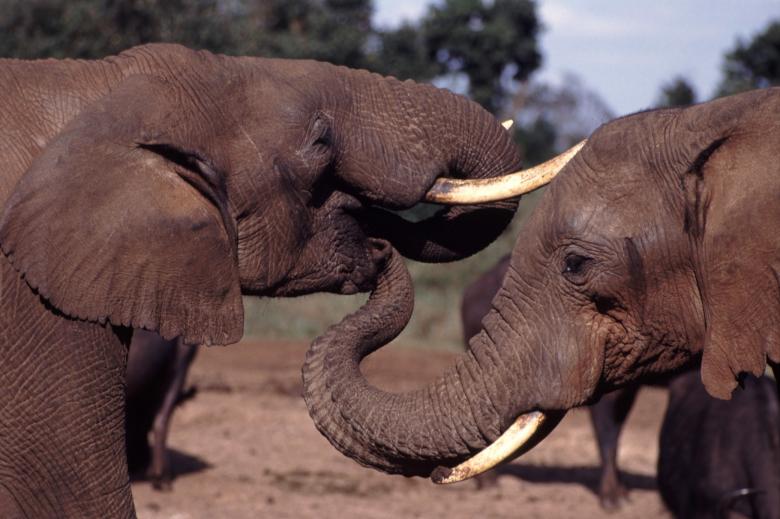 Free stock image of Elephants in the Jungle created by Pixabay