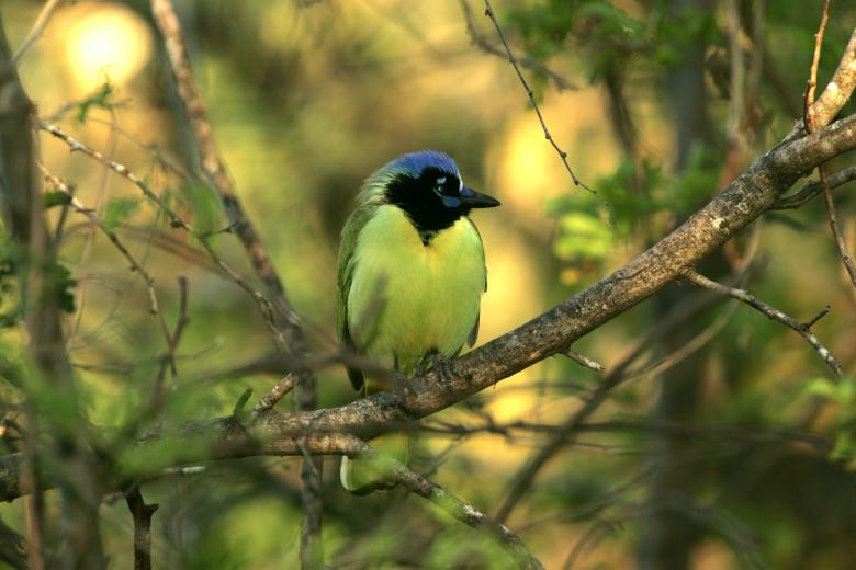 Free stock image of Green Jay created by Pixabay
