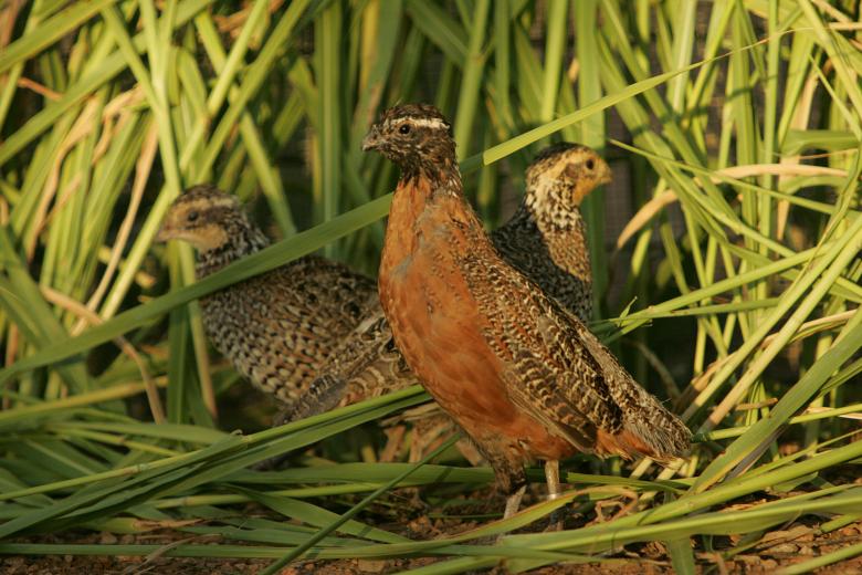 Free stock image of Masked Bobwhite Quail created by Pixabay