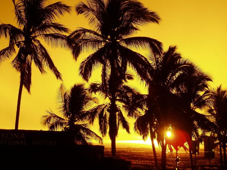Free stock image of Palm Trees created by Pixabay