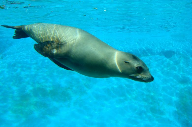 Free stock image of Sea Lion created by Pixabay
