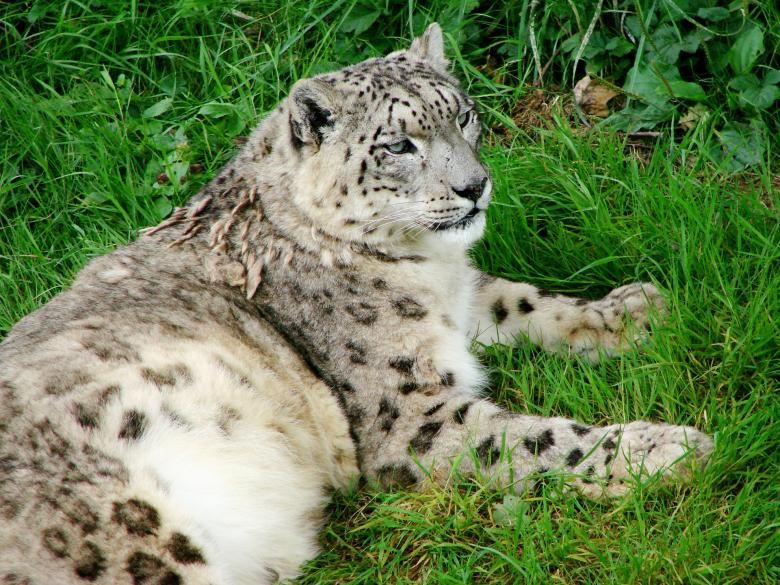 Free stock image of Snow Leopard created by Pixabay